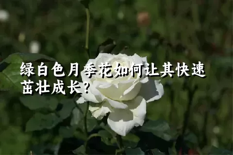 绿白色月季花如何让其快速茁壮成长？