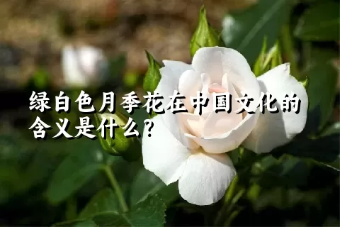 绿白色月季花在中国文化的含义是什么？