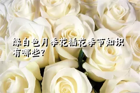 绿白色月季花插花季节知识有哪些？