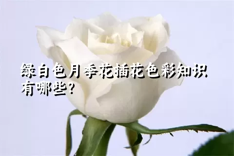 绿白色月季花插花色彩知识有哪些？