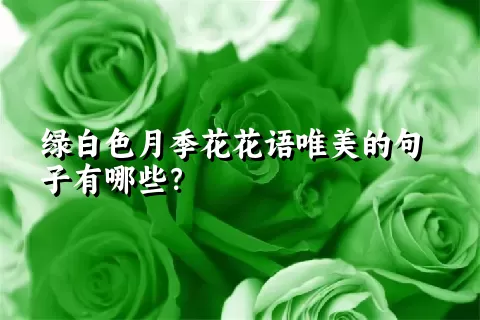 绿白色月季花花语唯美的句子有哪些？