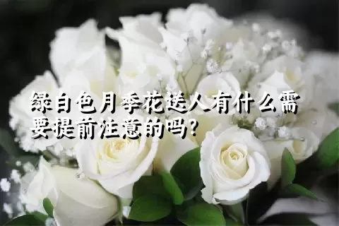 绿白色月季花送人有什么需要提前注意的吗？