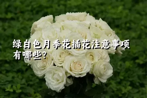 绿白色月季花插花注意事项有哪些？