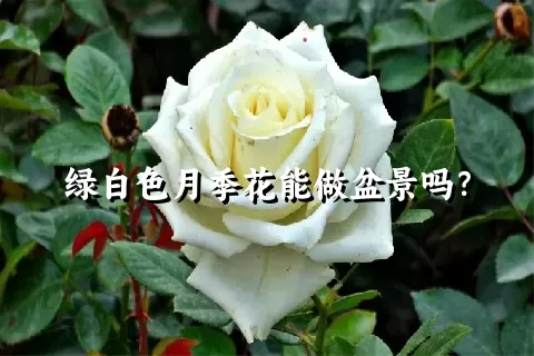 绿白色月季花能做盆景吗？