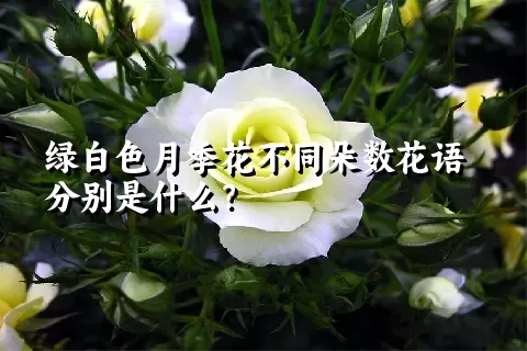 绿白色月季花不同朵数花语分别是什么？