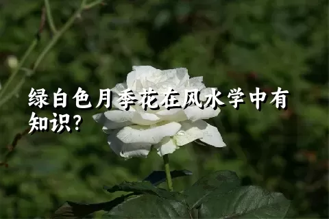 绿白色月季花在风水学中有知识？