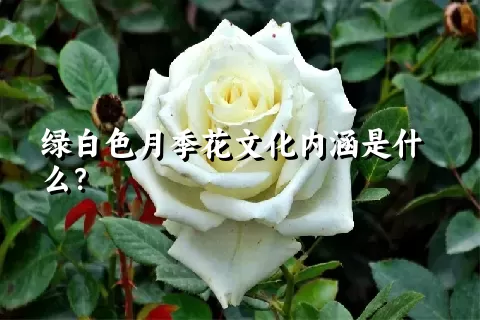 绿白色月季花文化内涵是什么？