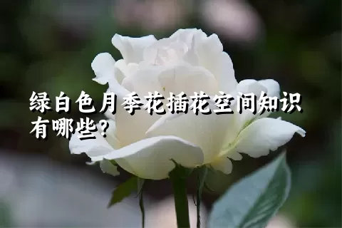 绿白色月季花插花空间知识有哪些？