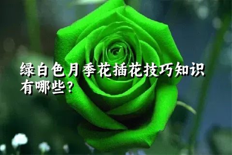 绿白色月季花插花技巧知识有哪些？