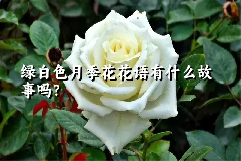 绿白色月季花花语有什么故事吗？