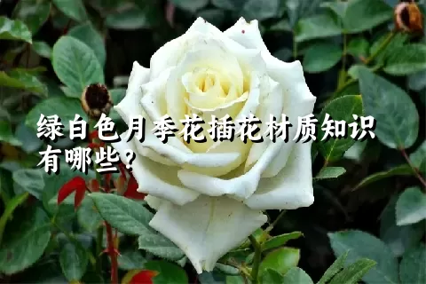 绿白色月季花插花材质知识有哪些？