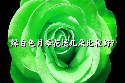 绿白色月季花送几朵比较好？