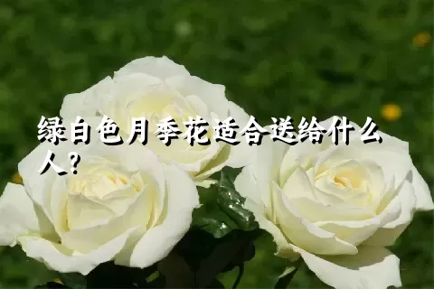 绿白色月季花适合送给什么人？