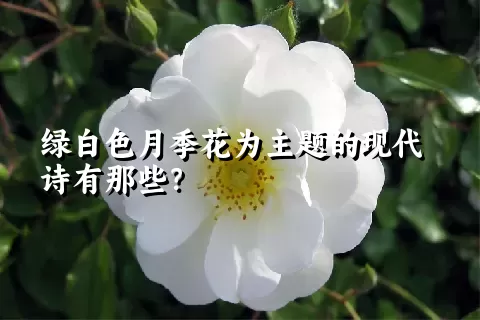 绿白色月季花为主题的现代诗有那些？