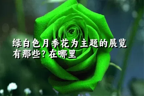 绿白色月季花为主题的展览有那些？在哪里