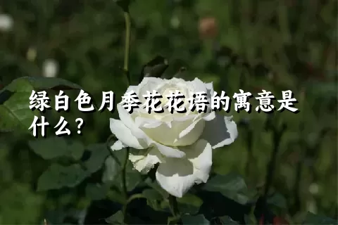 绿白色月季花花语的寓意是什么？