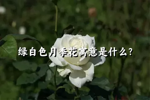 绿白色月季花寓意是什么？