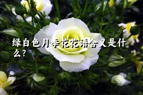 绿白色月季花花语含义是什么？