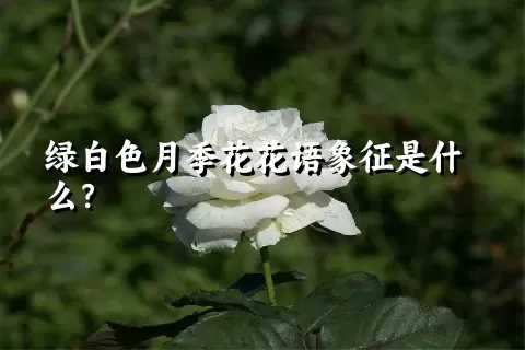 绿白色月季花花语象征是什么？