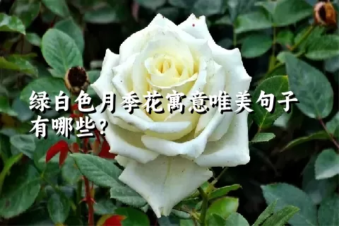 绿白色月季花寓意唯美句子有哪些？