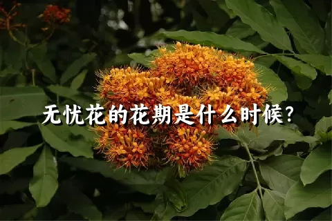 无忧花的花期是什么时候？