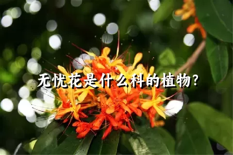 无忧花是什么科的植物？