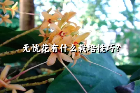 无忧花有什么栽培技巧？