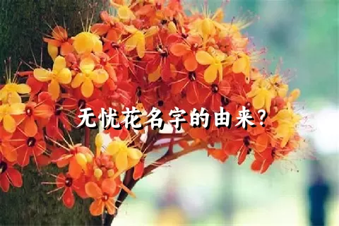 无忧花名字的由来？