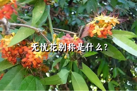 无忧花别称是什么？