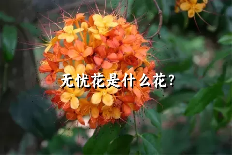 无忧花是什么花？