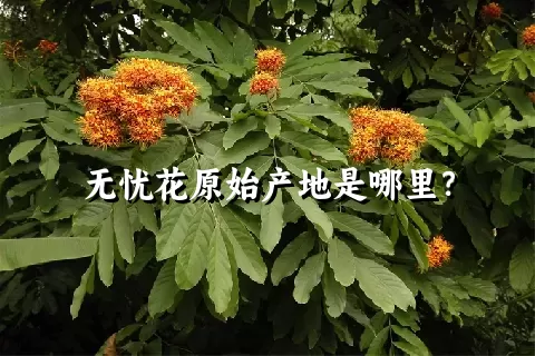 无忧花原始产地是哪里？