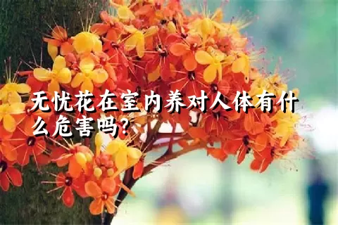 无忧花在室内养对人体有什么危害吗？