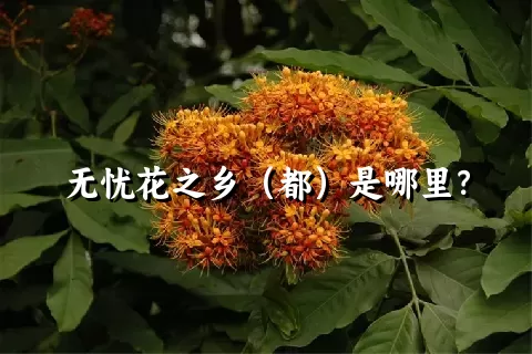 无忧花之乡（都）是哪里？