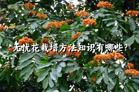 无忧花栽培方法知识有哪些？