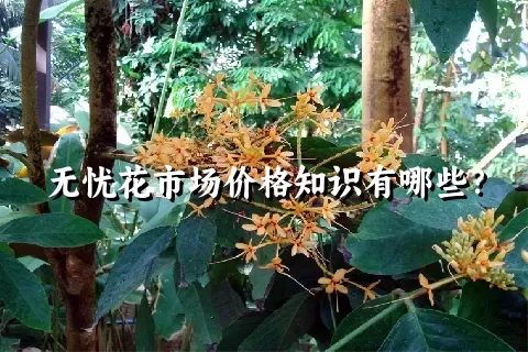 无忧花市场价格知识有哪些？