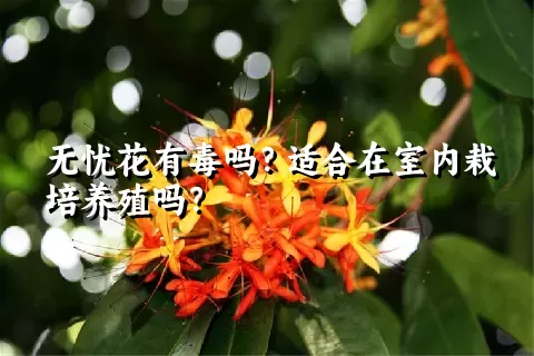 无忧花有毒吗？适合在室内栽培养殖吗？