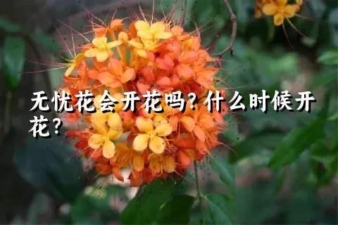 无忧花会开花吗？什么时候开花？