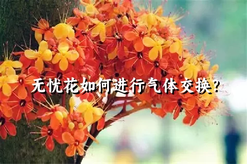 无忧花如何进行气体交换？