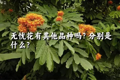 无忧花有其他品种吗？分别是什么？