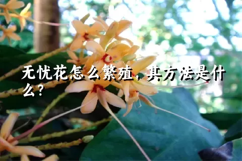 无忧花怎么繁殖，其方法是什么？