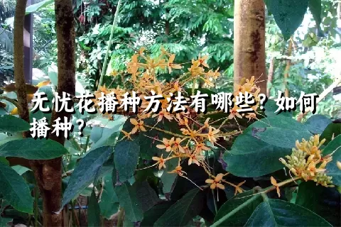 无忧花播种方法有哪些？如何播种？