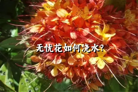 无忧花如何浇水？