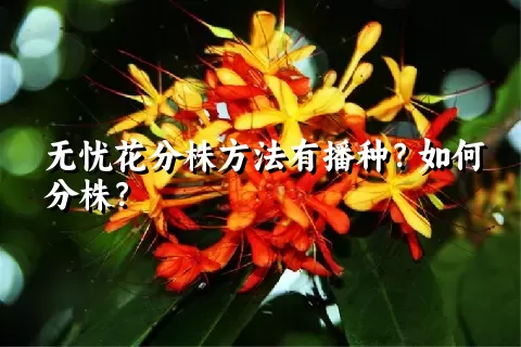 无忧花分株方法有播种？如何分株？