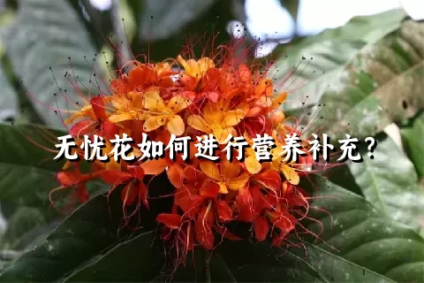 无忧花如何进行营养补充？