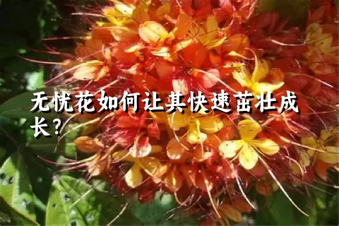 无忧花如何让其快速茁壮成长？