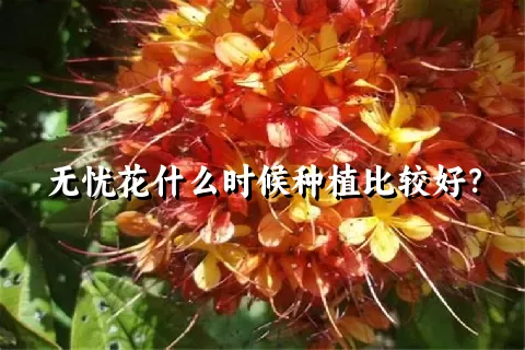 无忧花什么时候种植比较好？