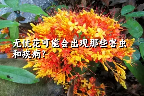 无忧花可能会出现那些害虫和疾病？