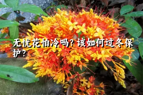 无忧花怕冷吗？该如何过冬保护？