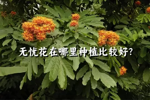 无忧花在哪里种植比较好？