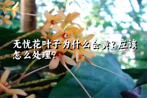 无忧花叶子为什么会黄？应该怎么处理？